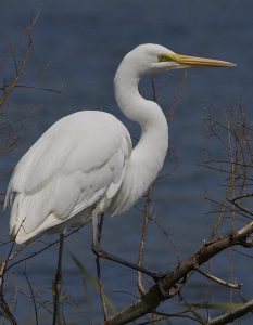 Kōtuku white heron