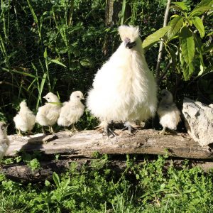 farmstay chicks