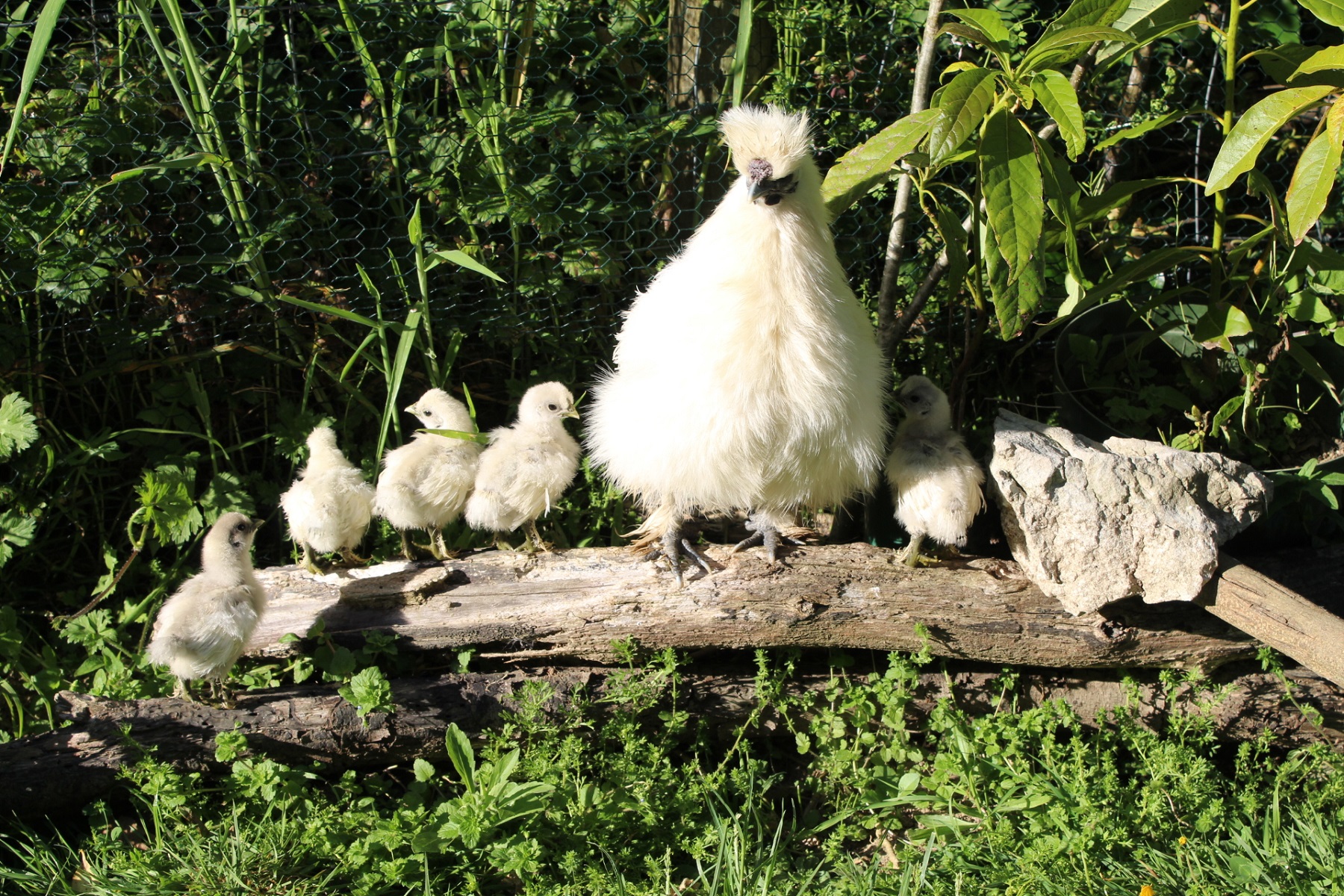 farmstay chicks